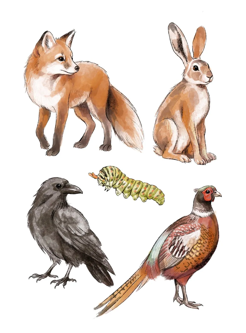 Watercolour fox, hare, crow, pheasant and caterpillar